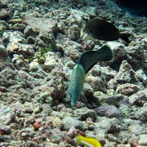Clown Coris (Coris aygula)