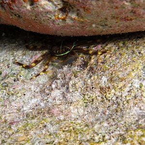 Crab with green fluoro markings