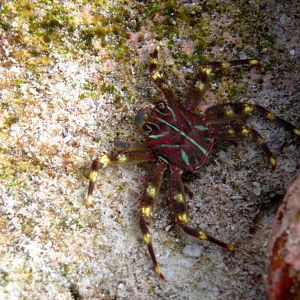 Crab with green fluoro markings (Percnon spp.)