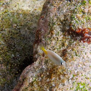 Brighteye Damsel (Plectroglyphidodon imparipennis)