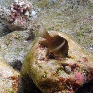 Whiteband Damsel (Plectroglyphidodon leucozonus)