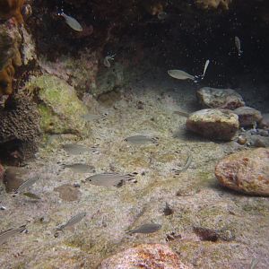 Banded Flagtails (Kuhlia mugil)