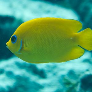 Lemonpeel Angelfish (Centropyge flavissimus)