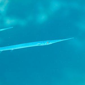 Needlefish (Platybelone argalus platyura)