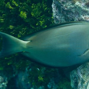Striped Bristletooth (Ctenochaetus striatus)