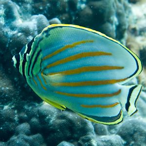 Ornate Butterflyfish (Chaetodon ornatissimus)