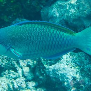Violet-lined Parrotfish (Scarus globiceps)