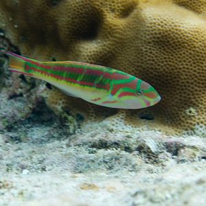 Redribbon Wrasse (Thalassoma quinquevittatum)