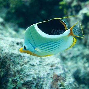 Saddle Butterflyfish (Chaetodon ephippium)