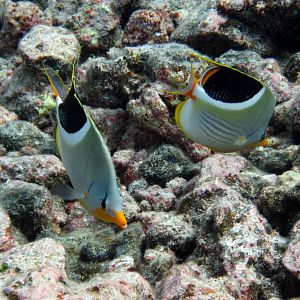 Saddle Butterflyfish (Chaetodon ephippium)