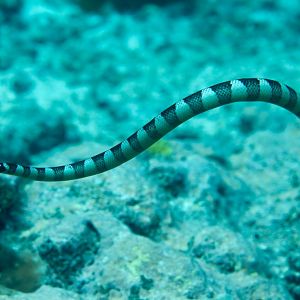 Brown-banded Seasnake (Laticauda schistorhynchus)