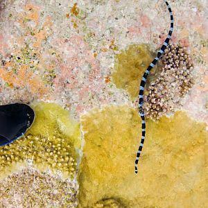 Blue-lipped Seasnake (Laticauda laticaudata)