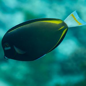 Whitecheek Surgeonfish (Acanthurus nigricans)
