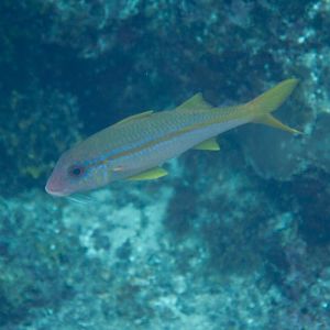 Yellowfin Goatfish (Mulloidichthys vanicolensis)