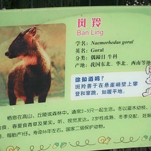 Goral sign