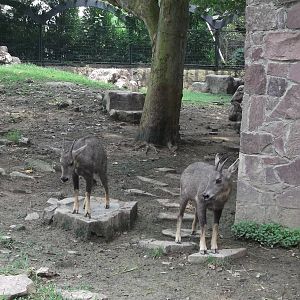 Goral pair