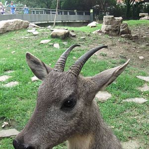 Curious Goral