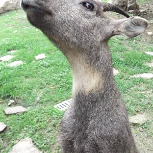 Curious goral 2
