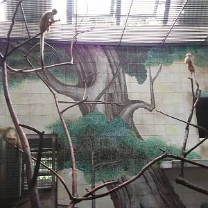 Squirrel Monkeys indoor enclosure