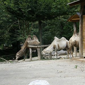 ZOO Ljubljana - Bactrian camels
