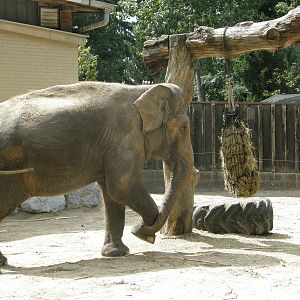 ZOO Ljubljana - Asian elephant