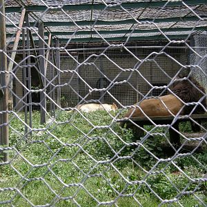 ZOO Ljubljana - African lions