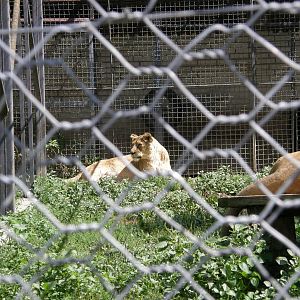 ZOO Ljubljana - African lioness