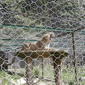 ZOO Ljubljana - Persian leopard