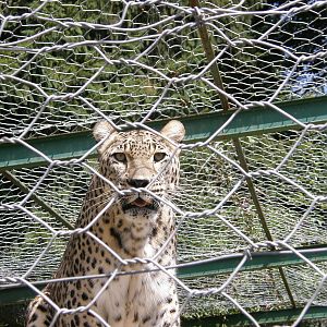 ZOO Ljubljana - Persian leopard