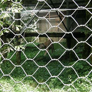 ZOO Ljubljana - Cougar