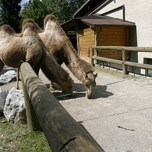 ZOO Ljubljana - Bactrian camels