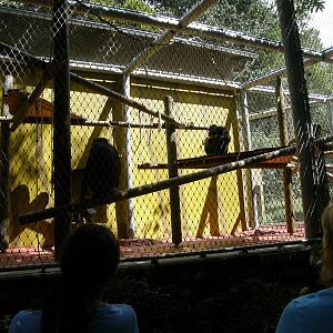 ZOO Ljubljana - Chimpanzees