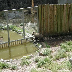 ZOO Ljubljana - Brown bears