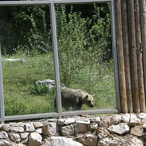 ZOO Ljubljana - Brown bear
