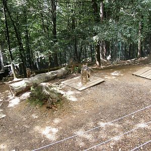 ZOO Ljubljana - Wolf