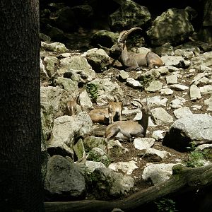 ZOO Ljubljana - Alpine Ibex