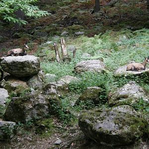 ZOO Ljubljana - Chamois