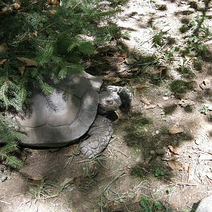 ZOO Ljubljana - Tortoise