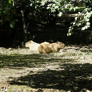 ZOO Ljubljana - Capybara