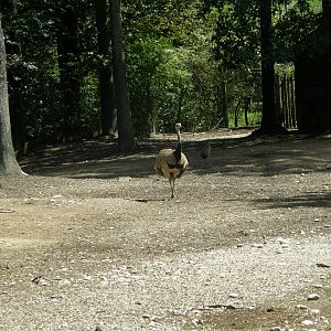 ZOO Ljubljana - Mixed south american exibit