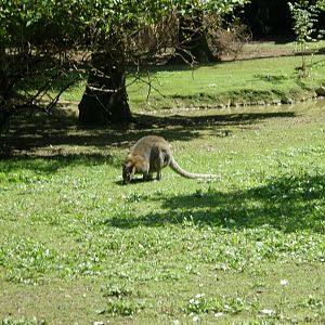 ZOO Ljubljana - Red kangoroo
