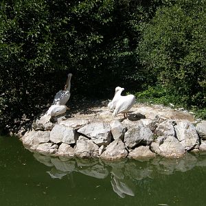 ZOO Ljubljana - White pelicans