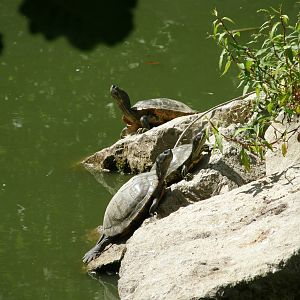 ZOO Ljubljana - Pond turtles
