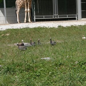 ZOO Ljubljana - Helmeted guineafowl