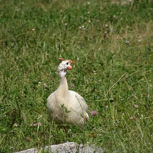 ZOO Ljubljana - Helmeted guineafowl - white
