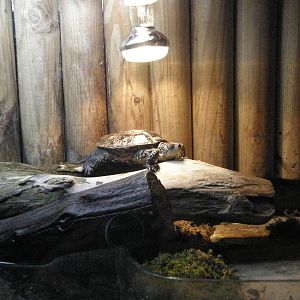 ZOO Ljubljana - Vivarium