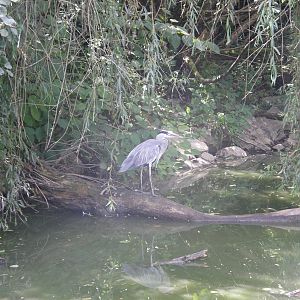 ZOO Ljubljana - Grey heron