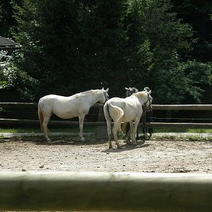 ZOO Ljubljana - Lipizzan horses