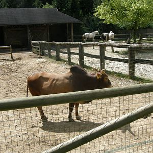 ZOO Ljubljana - Zebu
