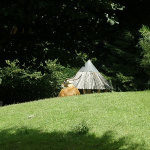 ZOO Ljubljana - Lechwe